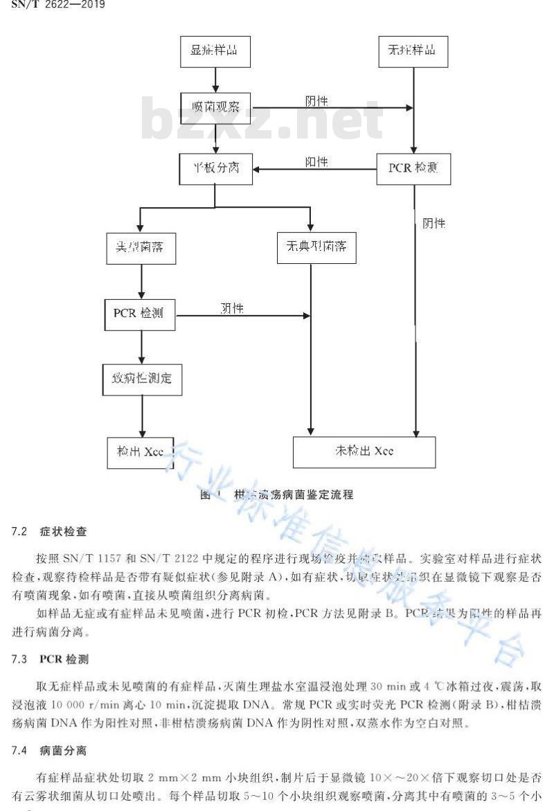 SN/T 2622-2019 柑桔溃疡病菌检疫鉴定方法