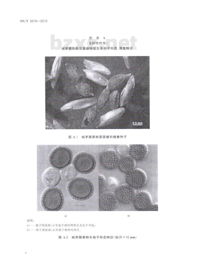 SN/T 3678-2013 碱茅腥黑粉菌检疫鉴定方法