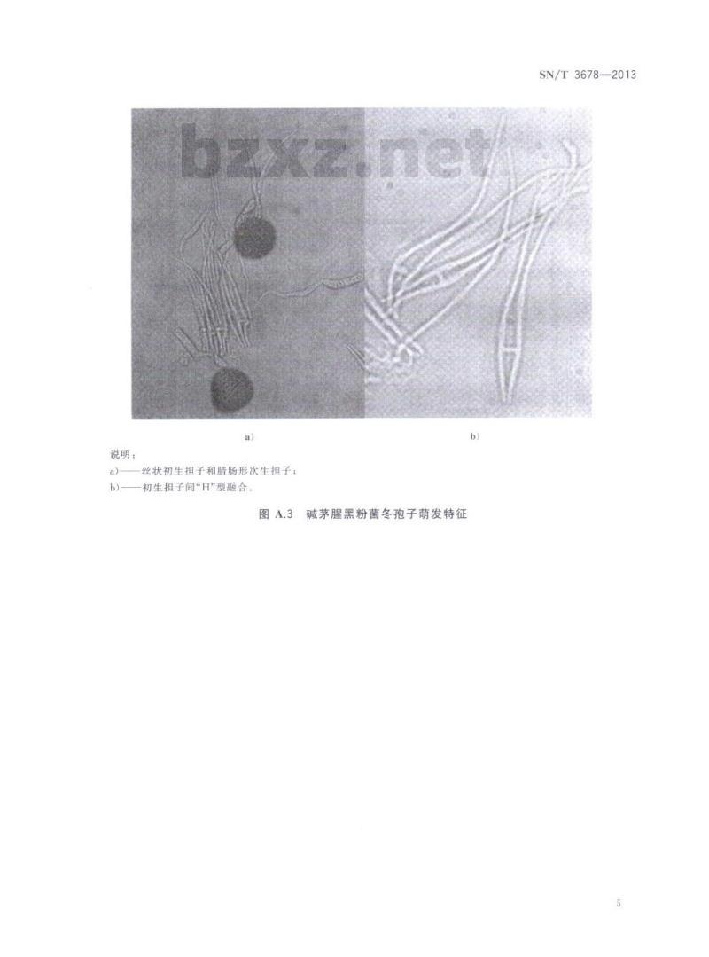 SN/T 3678-2013 碱茅腥黑粉菌检疫鉴定方法