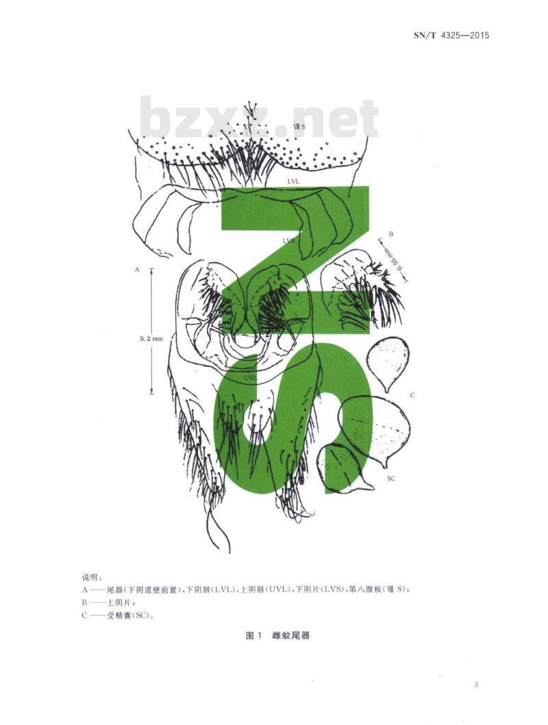 SN/T 4325-2015 西表伊蚊鉴定方法