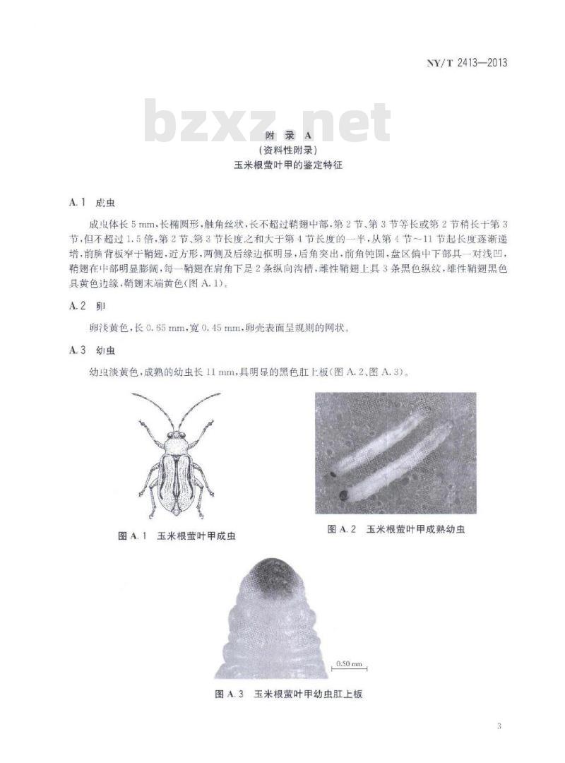 NY/T 2413-2013 玉米根萤叶甲监测技术规范